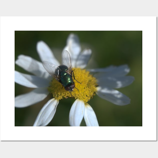 Fly On Daisies Wall Art by Pirino